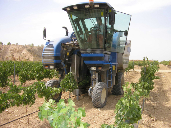 Vendimia vino Ribera del Júcar